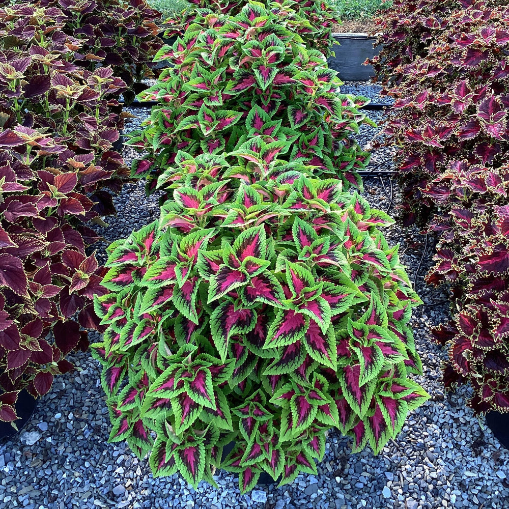 Solenostemon scutellarioides 'Balvolfrenq’ ~ French Quarter Improved Coleus-ServeScape