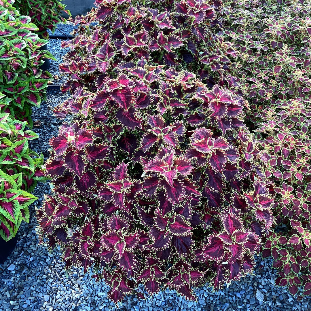 Solenostemon scutellarioides 'UF20-103-6’ ~ Solar Flare Coleus-ServeScape