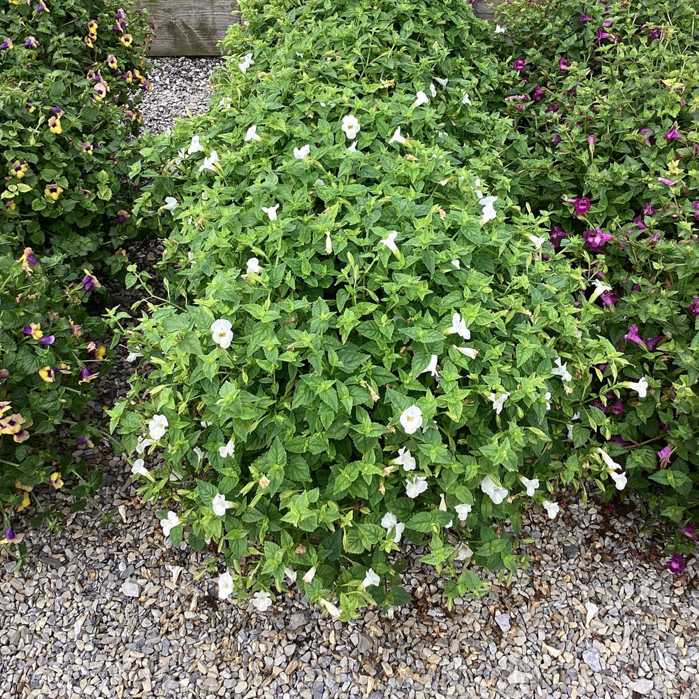 Torenia hybrid 'Summer Wave Bouquet White' ~ Summer Wave® Bouquet White Wishbone Flower-ServeScape