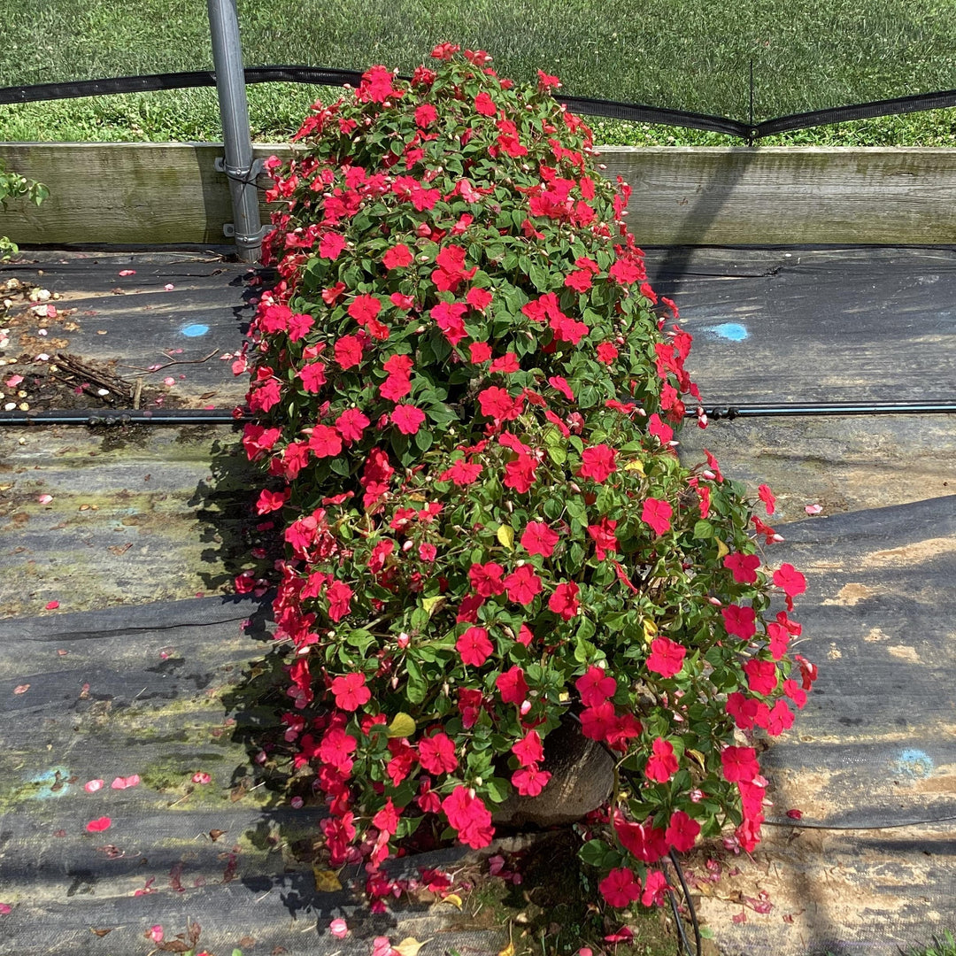 Impatiens walleriana 'PAS1587589' ~ Beacon® Lipstick Impatiens-ServeScape