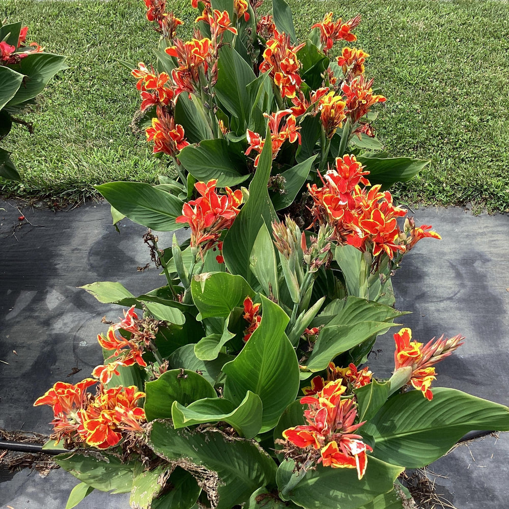 Canna x generalis 'Red Golden Flame' ~ Monrovia® CANNOVA® Red Golden Flame Canna Lily-ServeScape