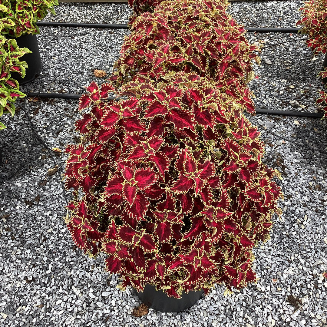 Solenostemon scutellarioides 'UF20-103-6’ ~ Solar Flare Coleus-ServeScape