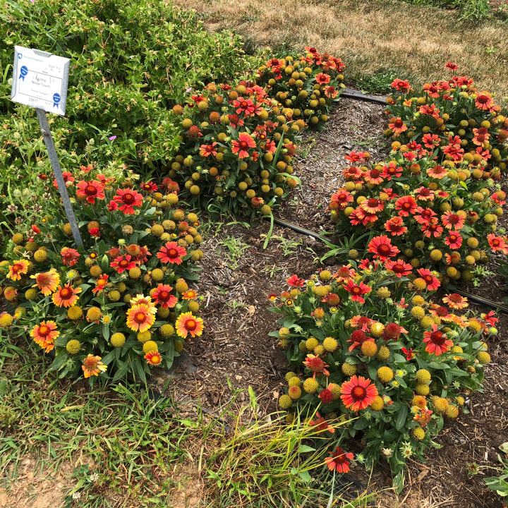 Gaillardia aristata 'Spintop Yellow Touch' ~ Spintop™ Yellow Touch Blanket Flower-ServeScape