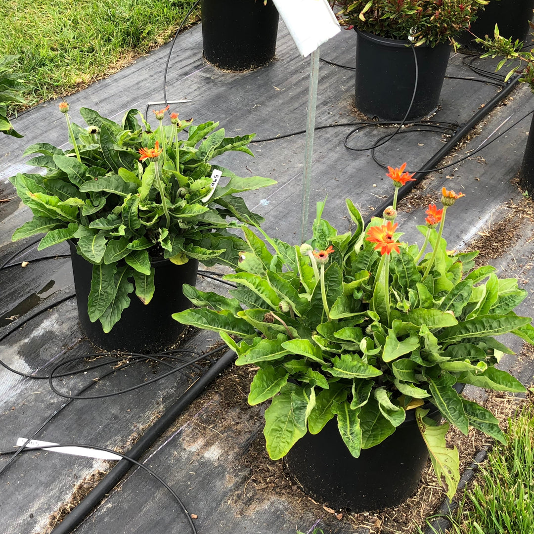 Gerbera 'Garsunset' ~ Garvinea® Sweet Sunset Gerbera-ServeScape