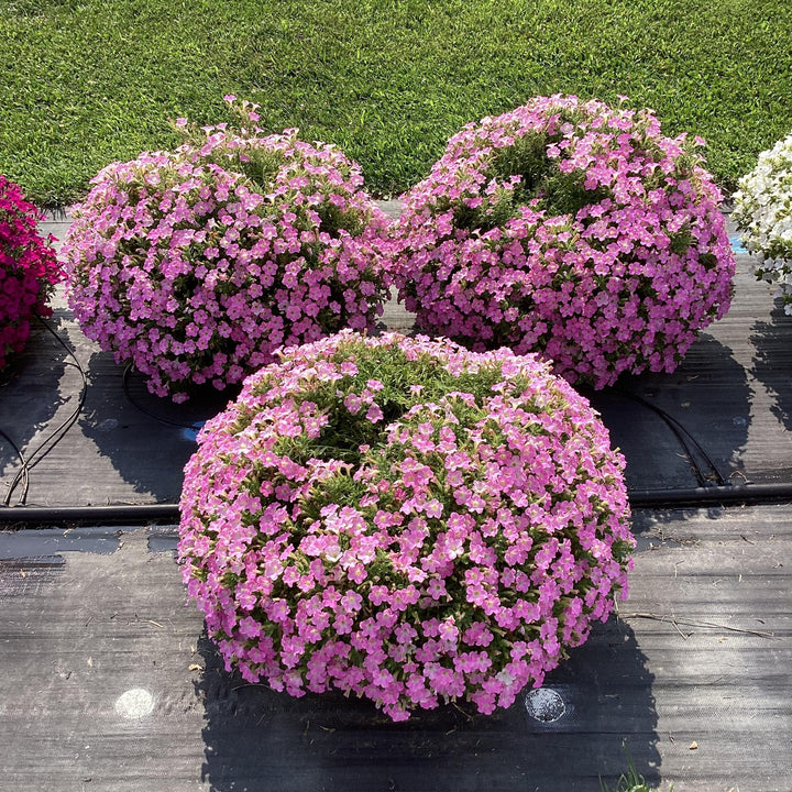 Petunia x ' Itsy Pink' ~ Itsy™ Pink Petunia-ServeScape