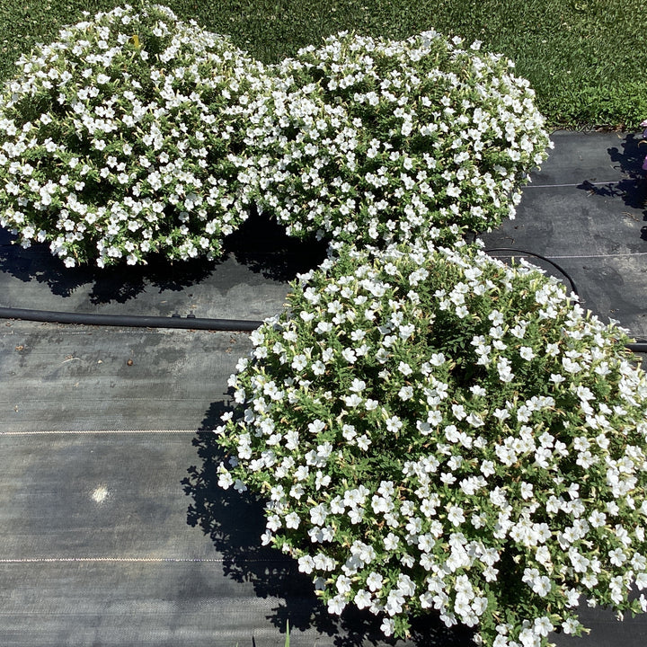 Petunia x ' Itsy White' ~ Itsy™ White Petunia-ServeScape