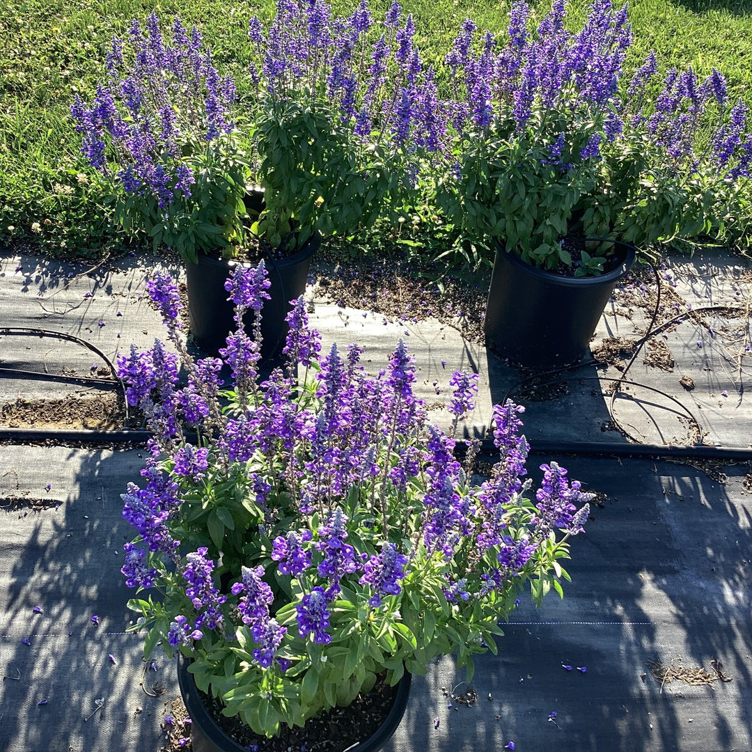 Salvia farinacea 'Blue Lagoon' ~ Sallyfun™ Blue Lagoon Salvia-ServeScape