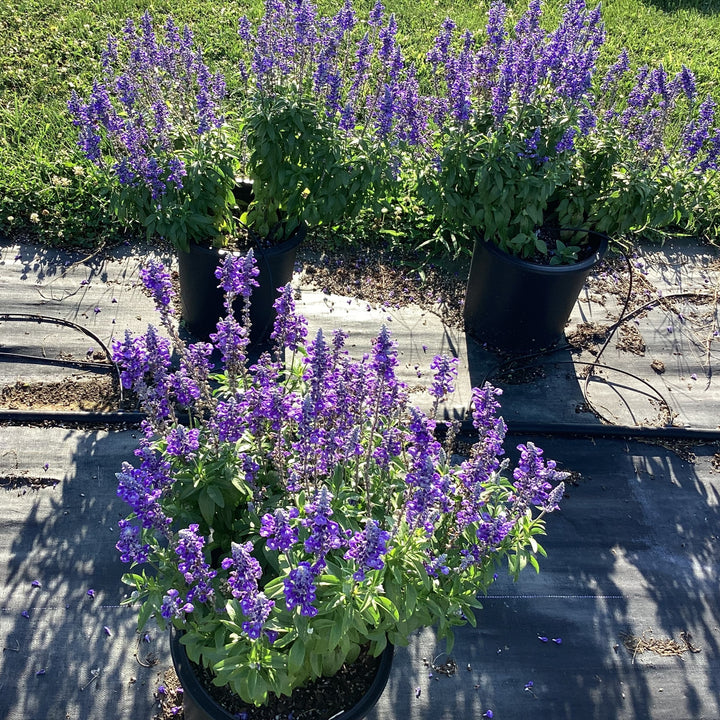 Salvia farinacea 'Blue Lagoon' ~ Sallyfun™ Blue Lagoon Salvia-ServeScape