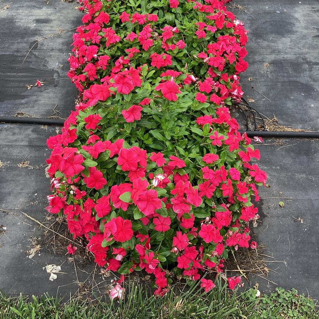 Catharanthus roseus 'Cora Cascade Punch' ~ Cora® Cascade Punch® Vinca-ServeScape