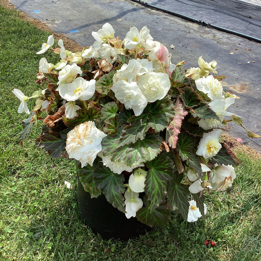 Begonia x tuberhybrida 'Limitless™ Cream Shades' ~ Limitless™ Cream Shades Begonia-ServeScape