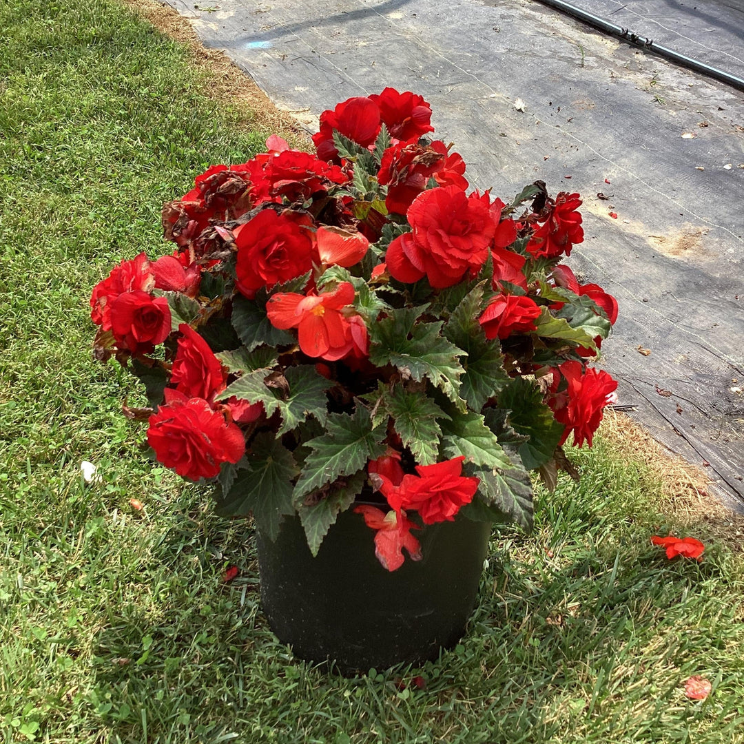 Begonia x tuberhybrida 'Limitless™ Dark Red' ~ Limitless™ Dark Red Begonia-ServeScape