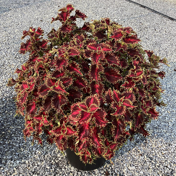 Solenostemon scutellarioides 'UF20-103-6’ ~ Solar Flare Coleus-ServeScape