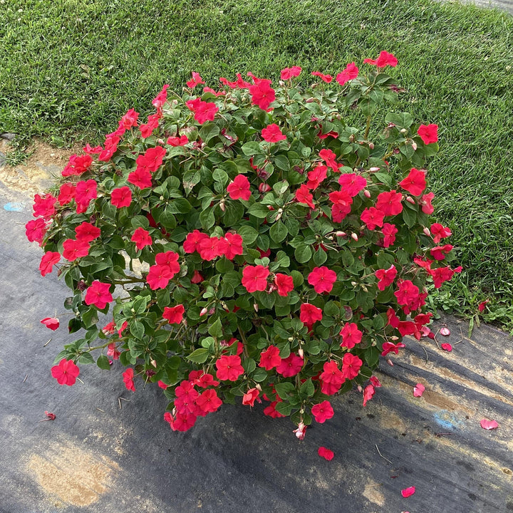 Impatiens walleriana 'PAS1587589' ~ Beacon® Lipstick Impatiens-ServeScape