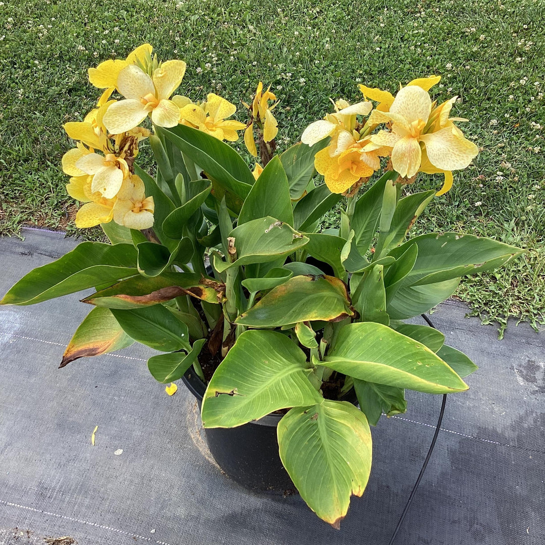 Canna x generalis 'South Pacific Yellow' ~ Monrovia® South Pacific Yellow Canna Lily-ServeScape