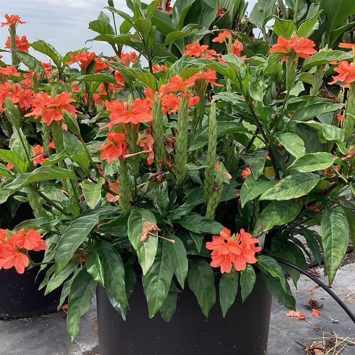 Crossandra infundibuliformis 'Watermelon' ~ Watermelon Crossandra-ServeScape