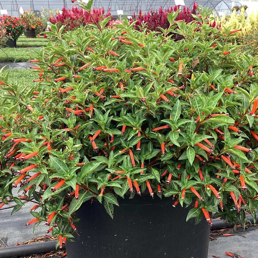 Cuphea ignea 'Cherrybells’ ~ Cherrybells Cuphea-ServeScape