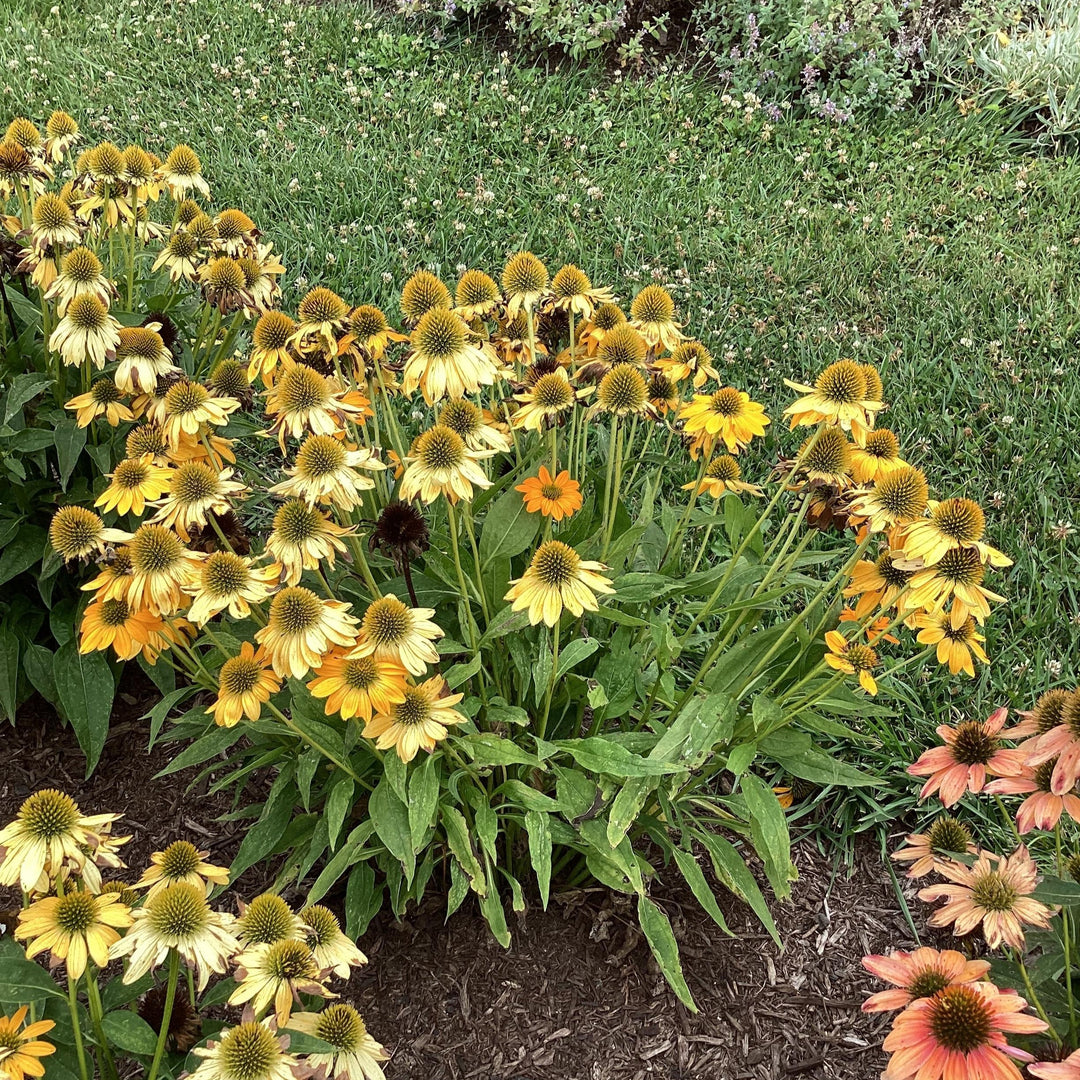 Echinacea 'PAS1303304' ~ Artisan™ Yellow Ombre Coneflower-ServeScape