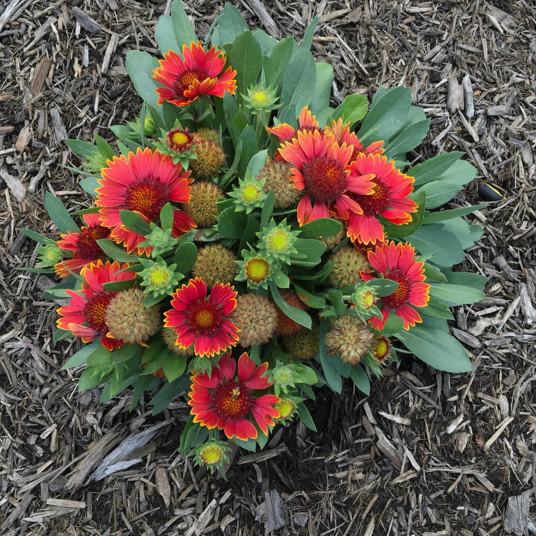 Gaillardia aristata 'Spintop Orange Halo' ~ Spintop™ Orange Halo Blanket Flower-ServeScape