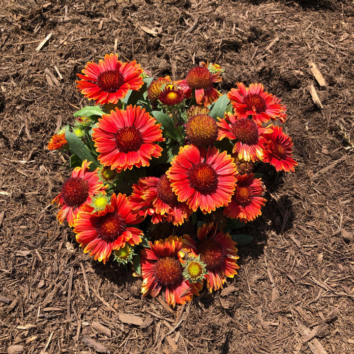 Gaillardia aristata 'Spintop Yellow Touch' ~ Spintop™ Yellow Touch Blanket Flower-ServeScape