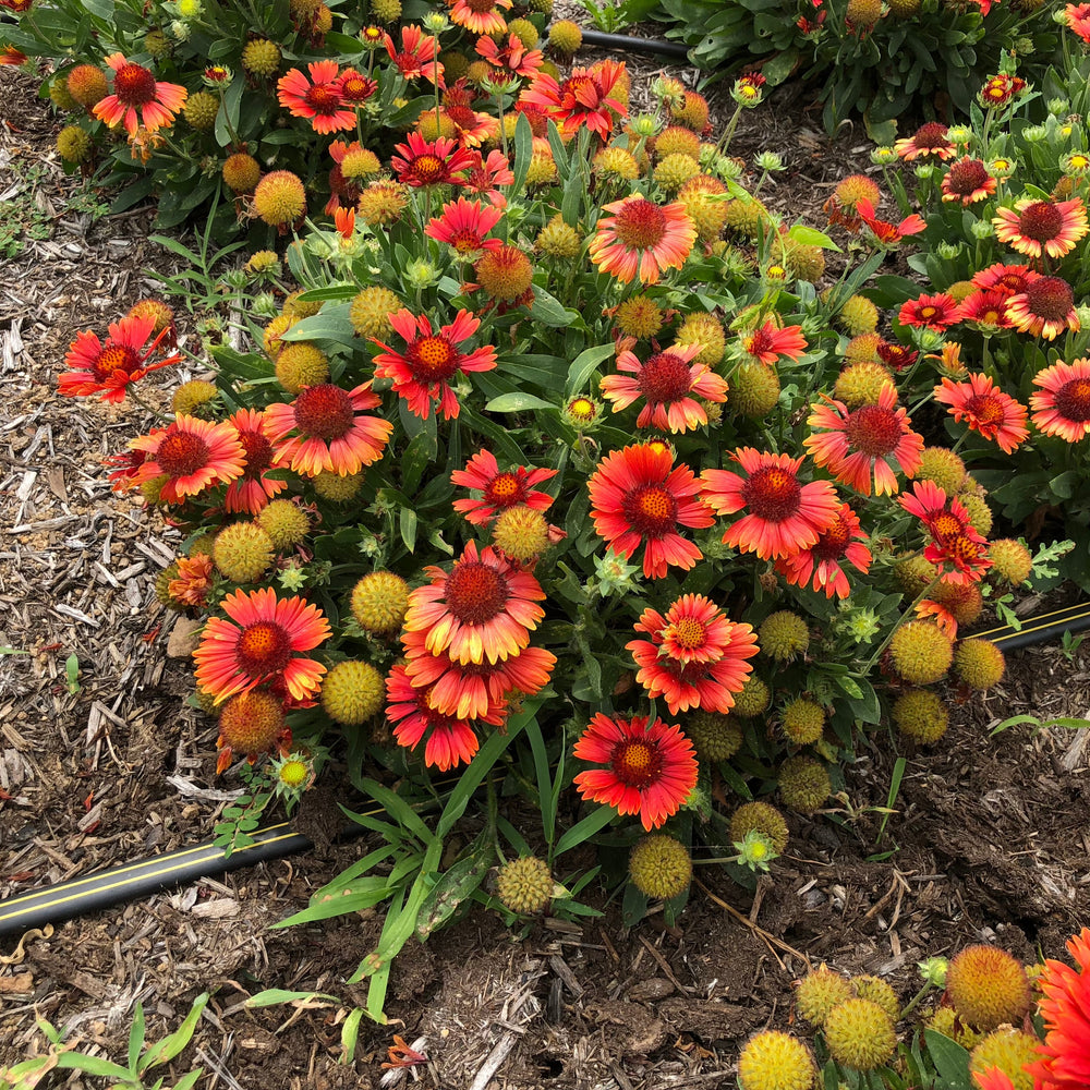 Gaillardia aristata 'Spintop Yellow Touch' ~ Spintop™ Yellow Touch Blanket Flower-ServeScape