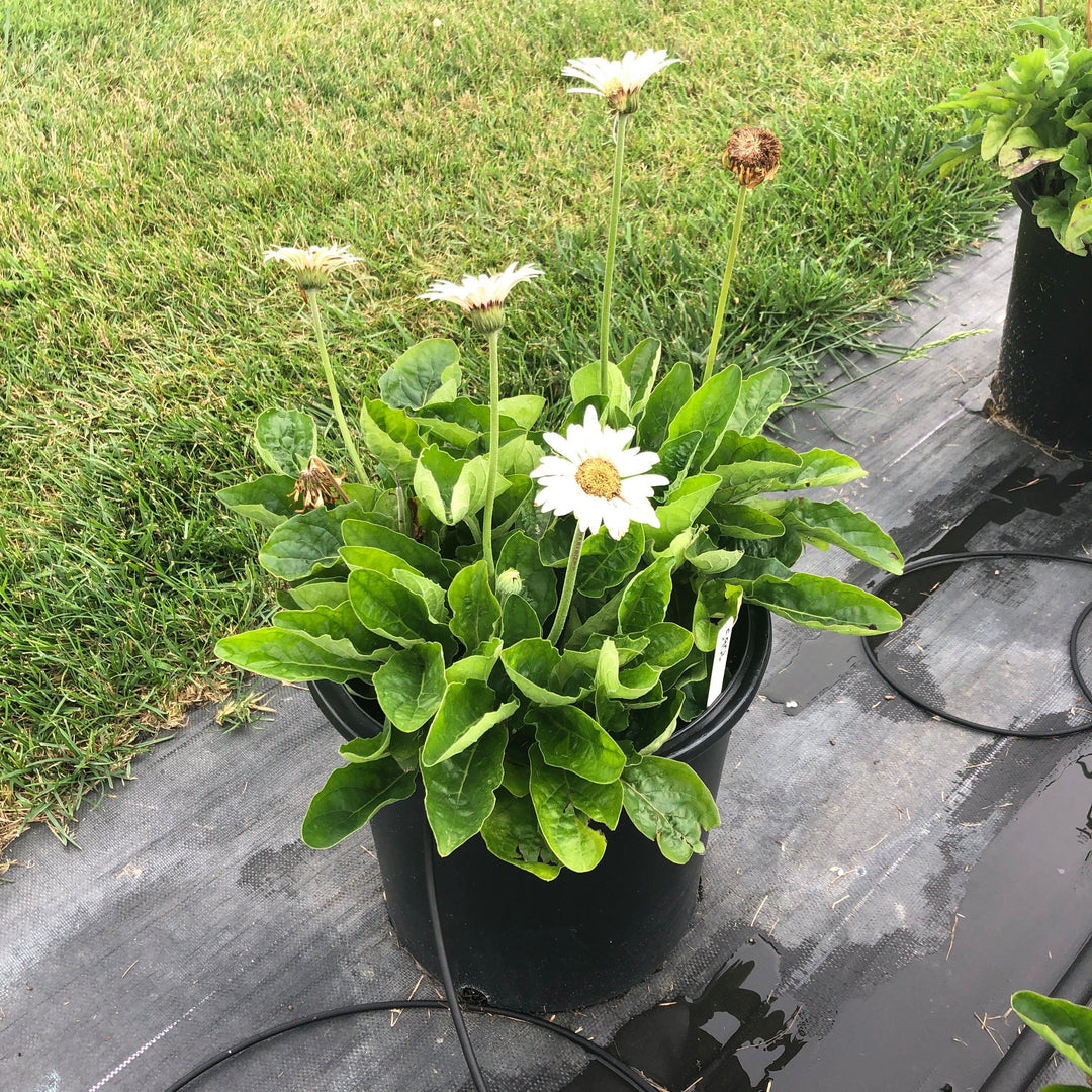 Gerbera 'Garvinea Sweet Frosting' ~ Garvinea® Sweet Frosting Gerbera-ServeScape