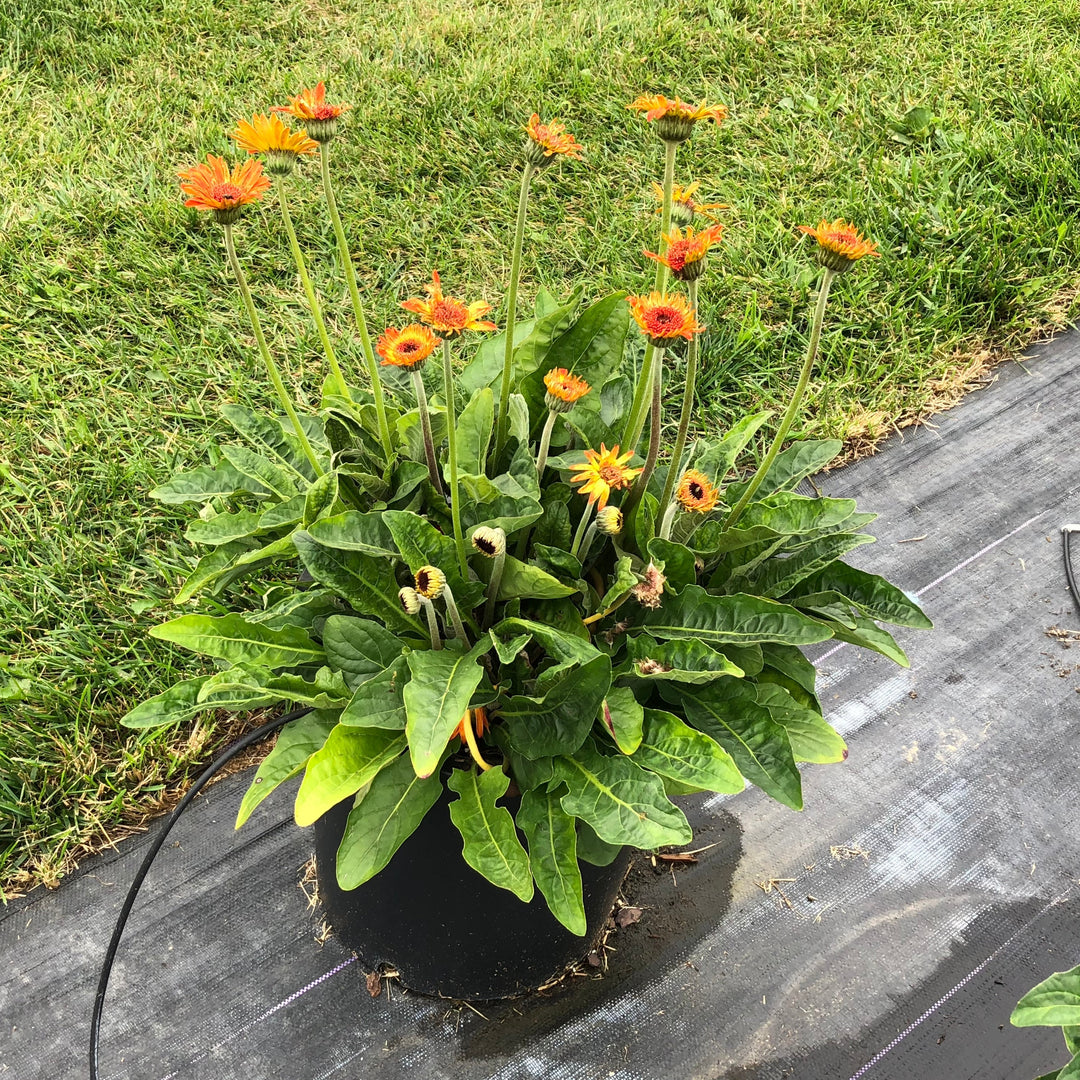 Gerbera 'Garsunset' ~ Garvinea® Sweet Sunset Gerbera-ServeScape