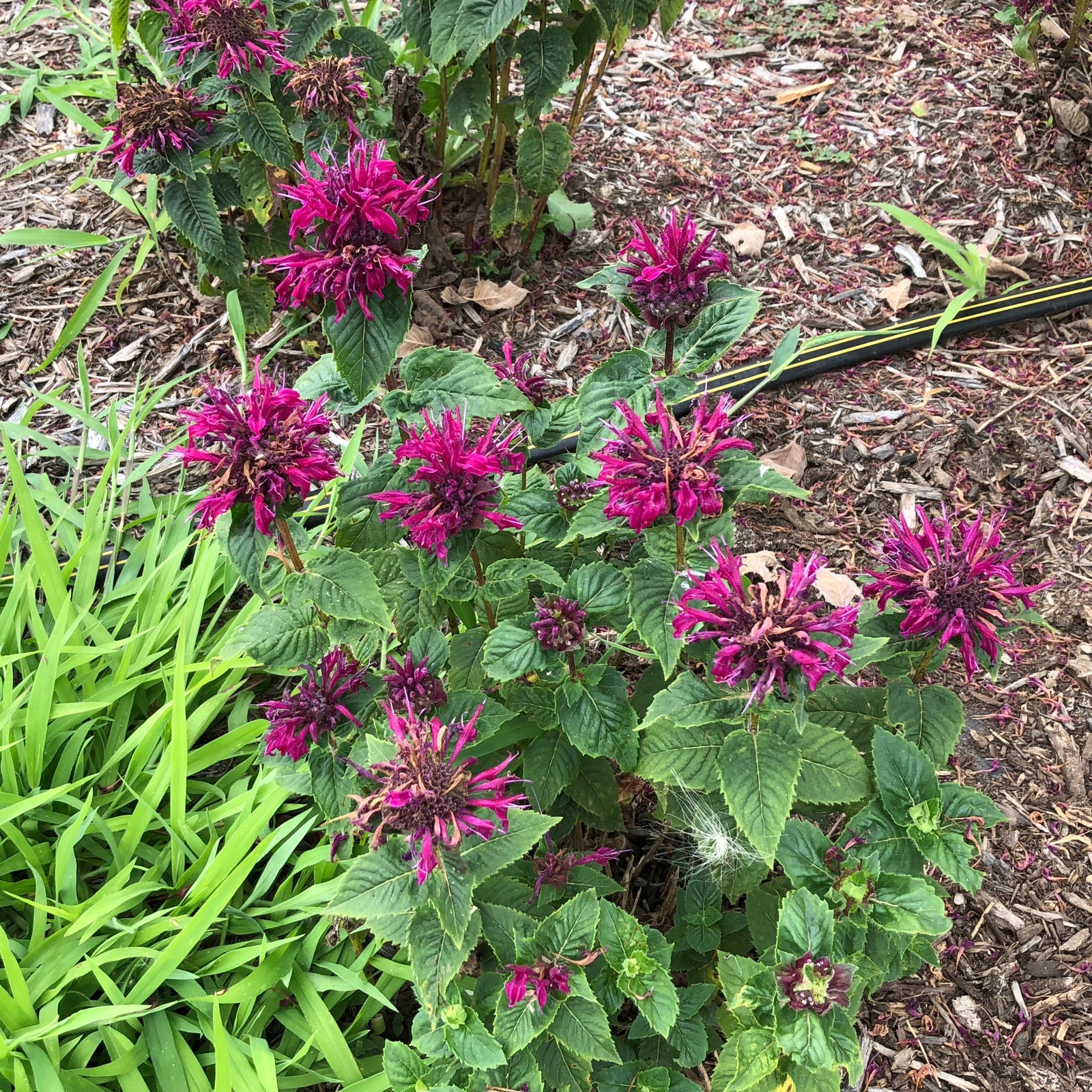 Copy of Monarda 'MON0005BTR' ~ Bee-You™ Bee-True Bee Balm-ServeScape