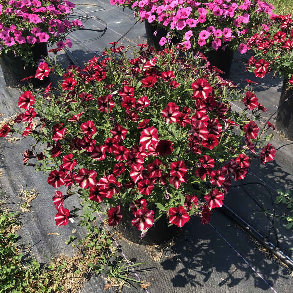 Petunia x 'Balcushmesim' ~ ColorRush™ Merlot Star Petunia-ServeScape