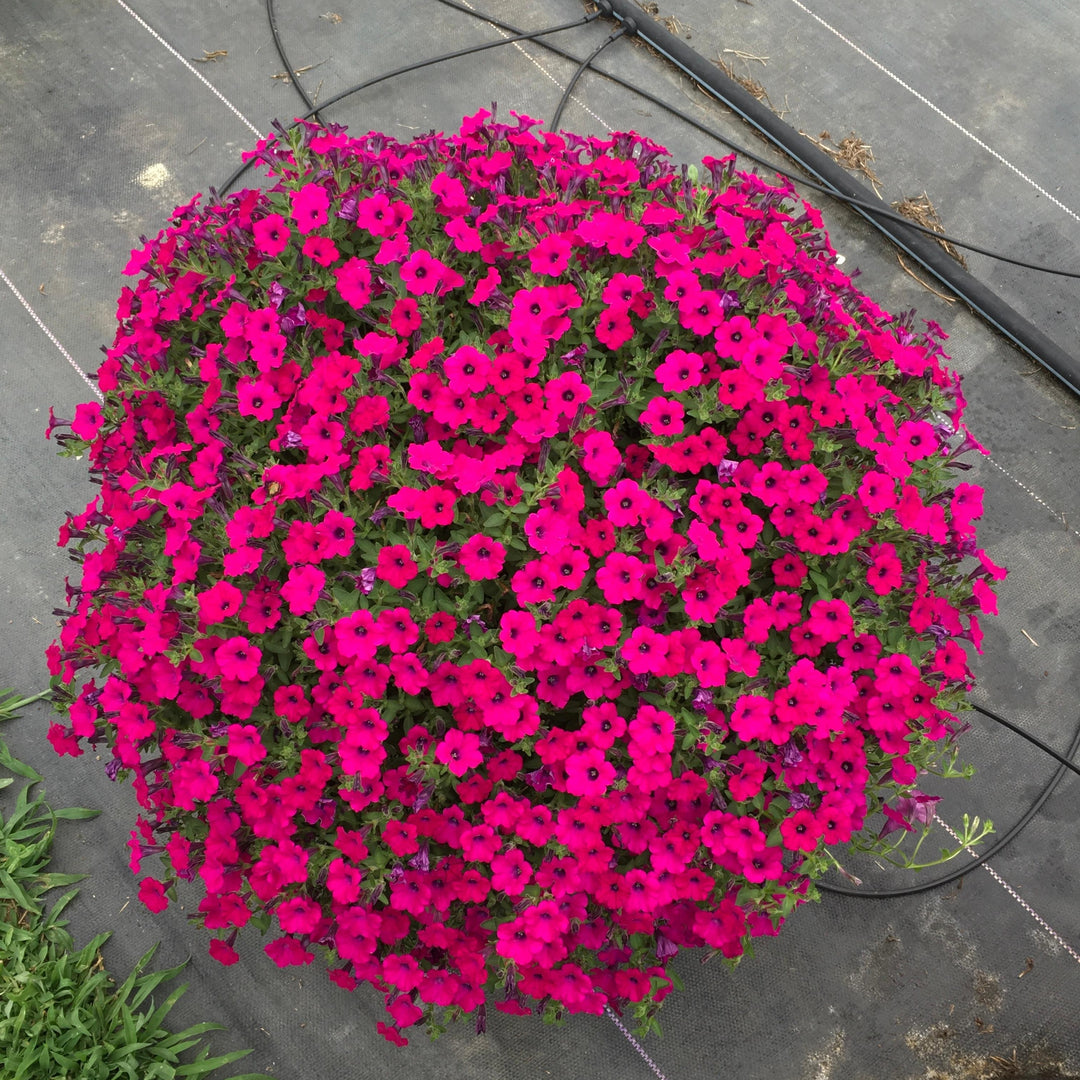 Petunia x ' Itsy Magenta' ~ Itsy™ Magenta Petunia-ServeScape