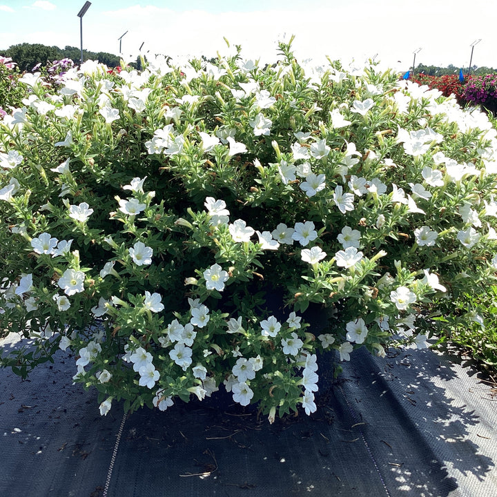 Petunia x ' Itsy White' ~ Itsy™ White Petunia-ServeScape