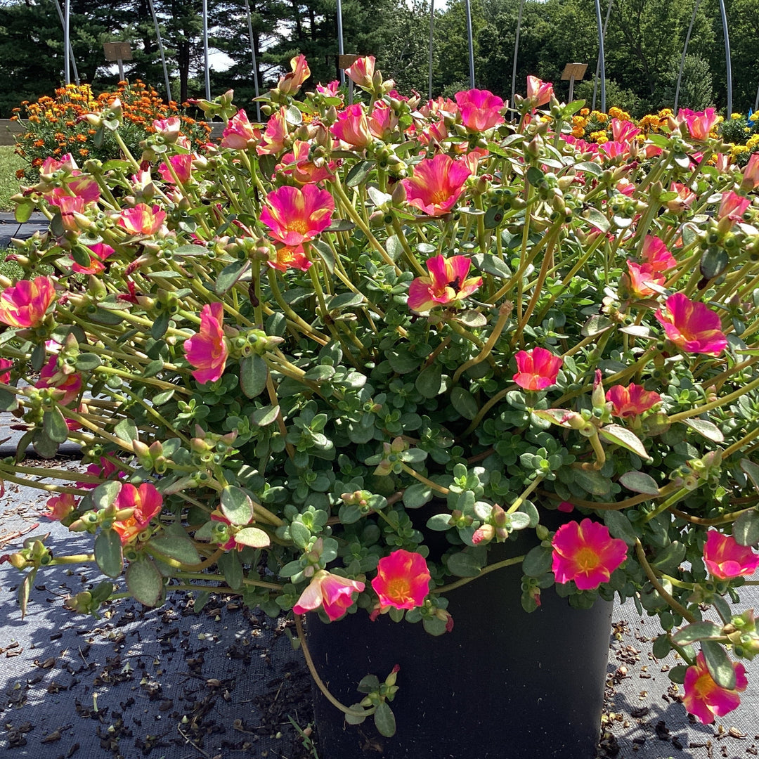 Portulaca oleracea 'Mega Pazzaz Pink Twist' ~ Monrovia® Mega Pazzaz™ Pink Twist Purslane-ServeScape