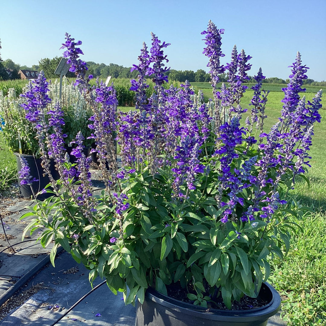 Salvia farinacea 'Blue Lagoon' ~ Sallyfun™ Blue Lagoon Salvia-ServeScape