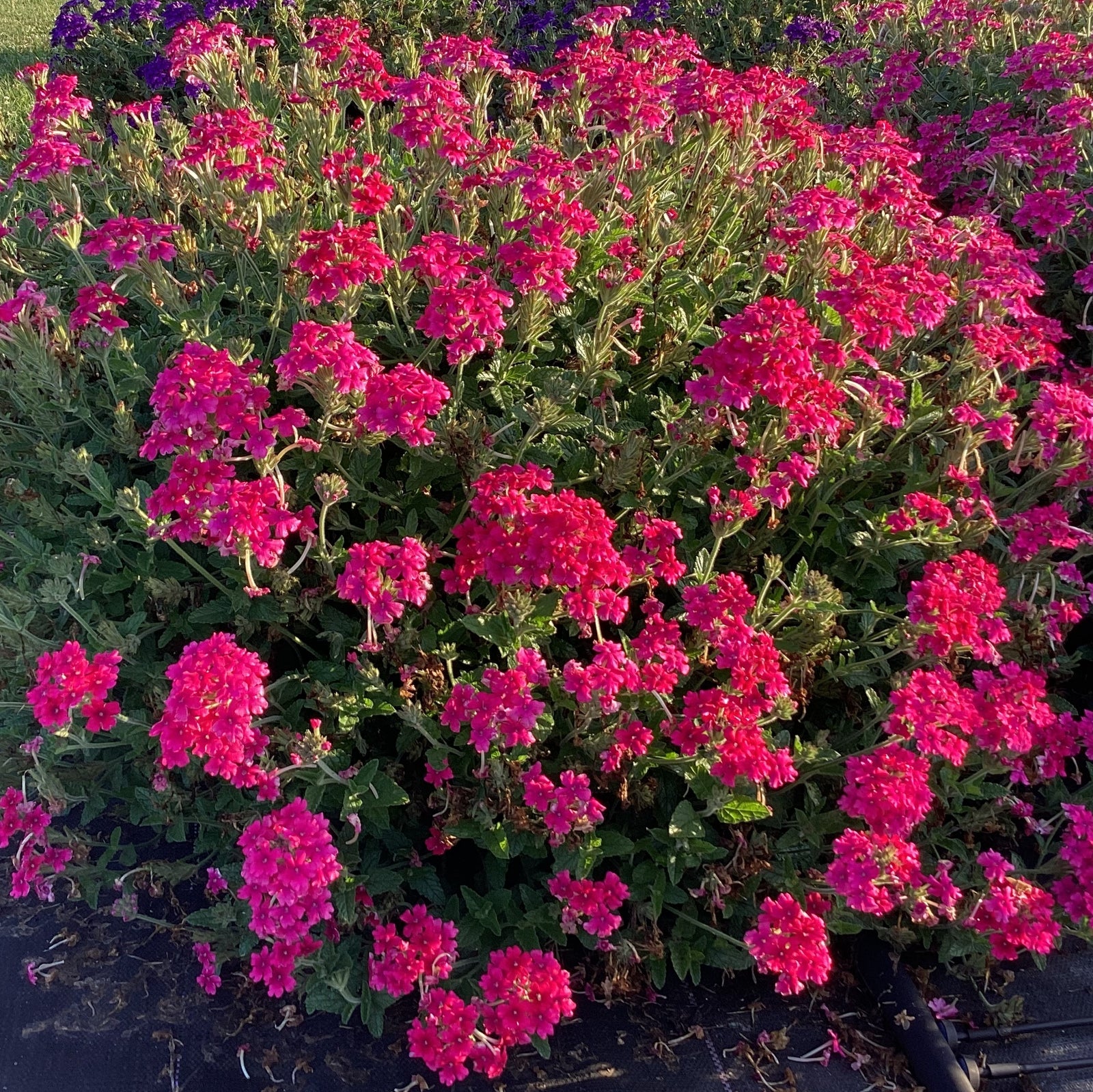 Verbena peruviana 'Balendmag' PP28,452 ~ EnduraScape™ Magenta Verbena-ServeScape