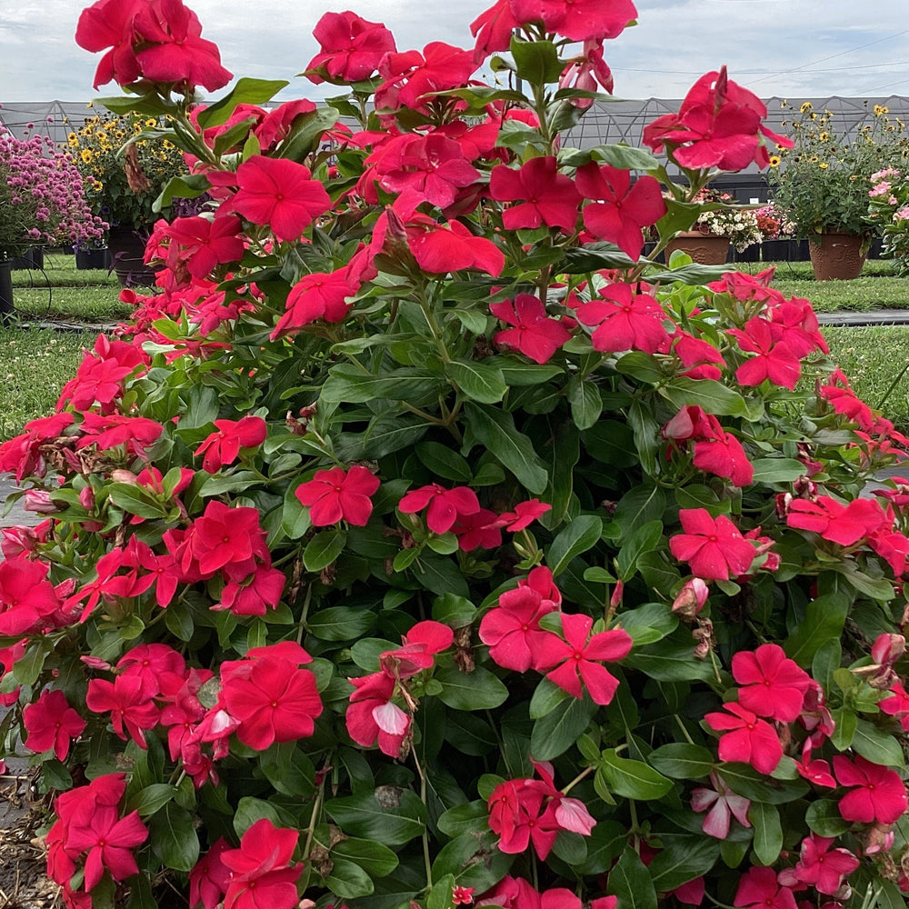 Catharanthus roseus 'Cora Cascade Punch' ~ Cora® Cascade Punch® Vinca-ServeScape