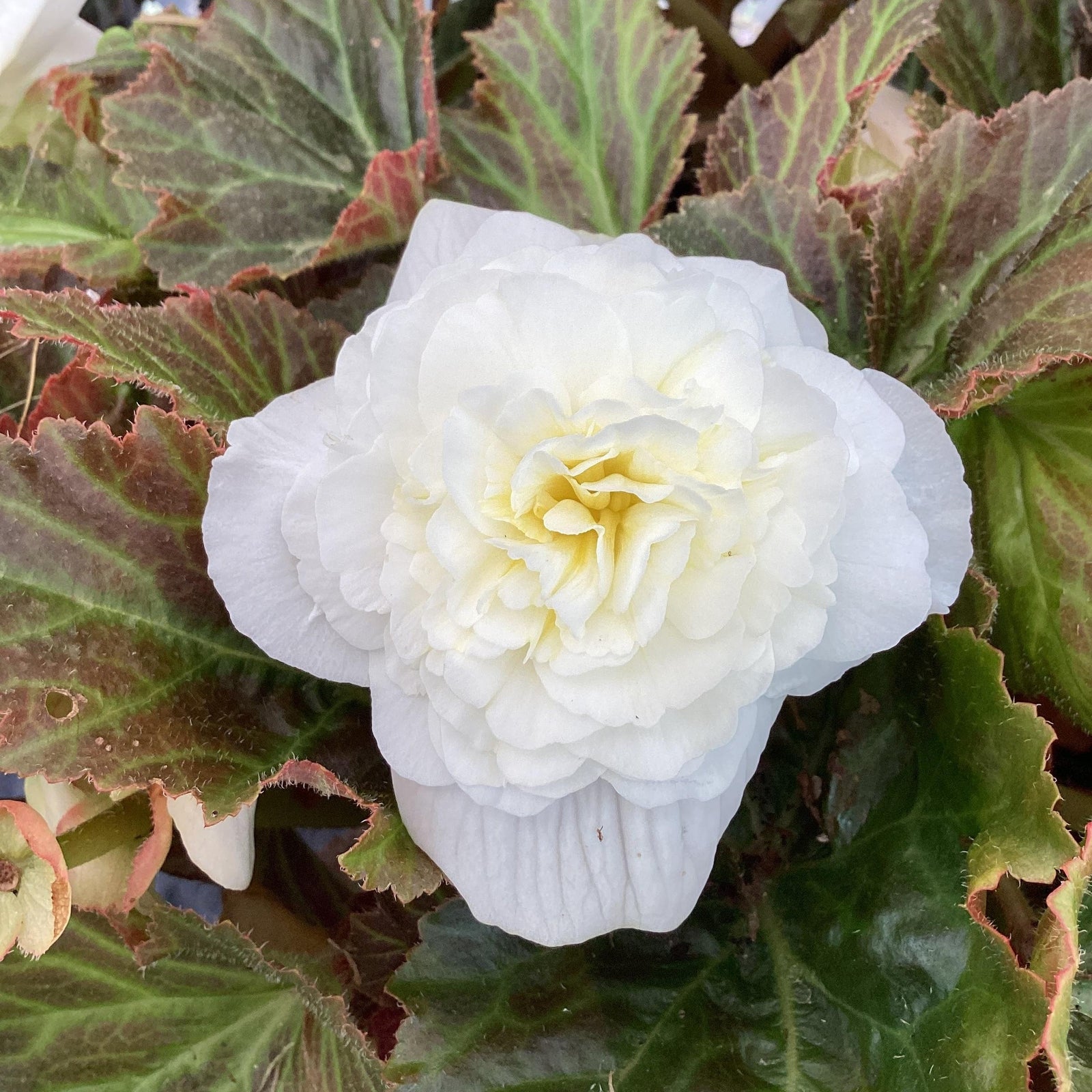 Begonia x tuberhybrida 'Limitless™ Cream Shades' ~ Limitless™ Cream Shades Begonia-ServeScape