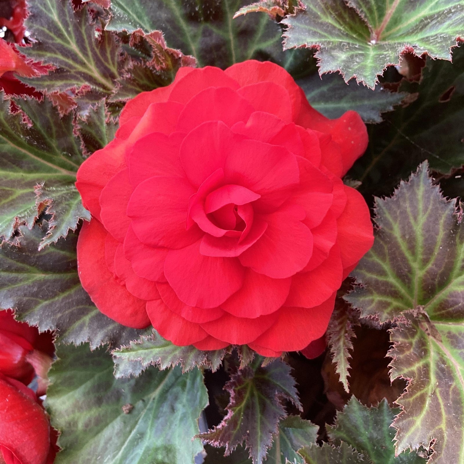 Begonia x tuberhybrida 'Limitless™ Dark Red' ~ Limitless™ Dark Red Begonia-ServeScape