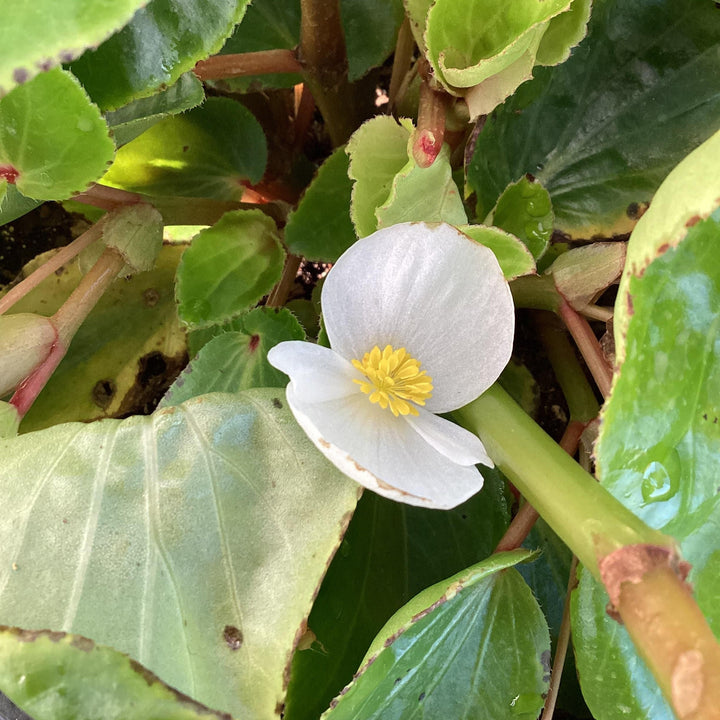 Begonia x benariensis 'White With Green Leaf' ~ Whopper® White With Green Leaf Begonia-ServeScape