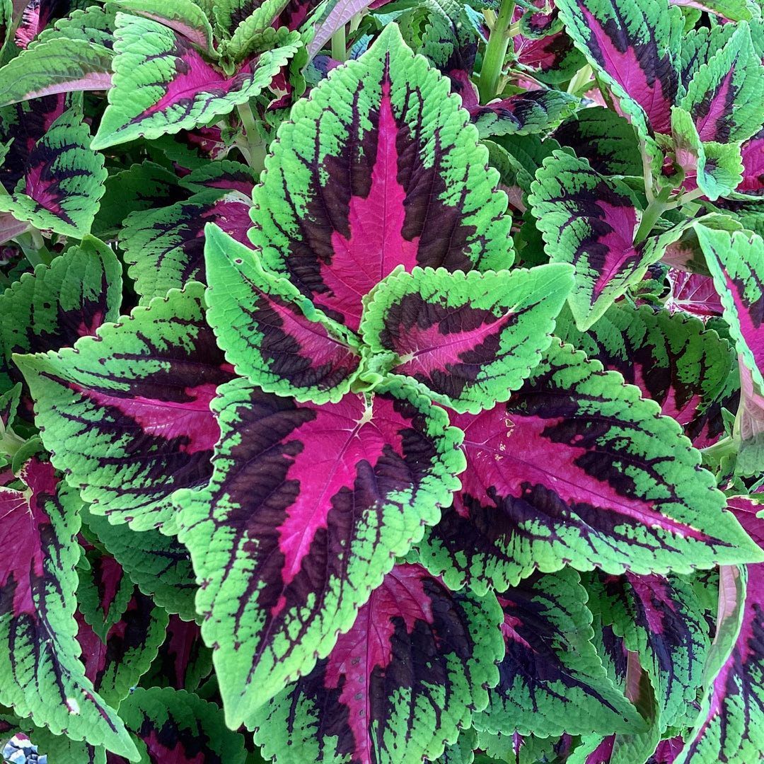 Solenostemon scutellarioides 'Balvolfrenq’ ~ French Quarter Improved Coleus-ServeScape