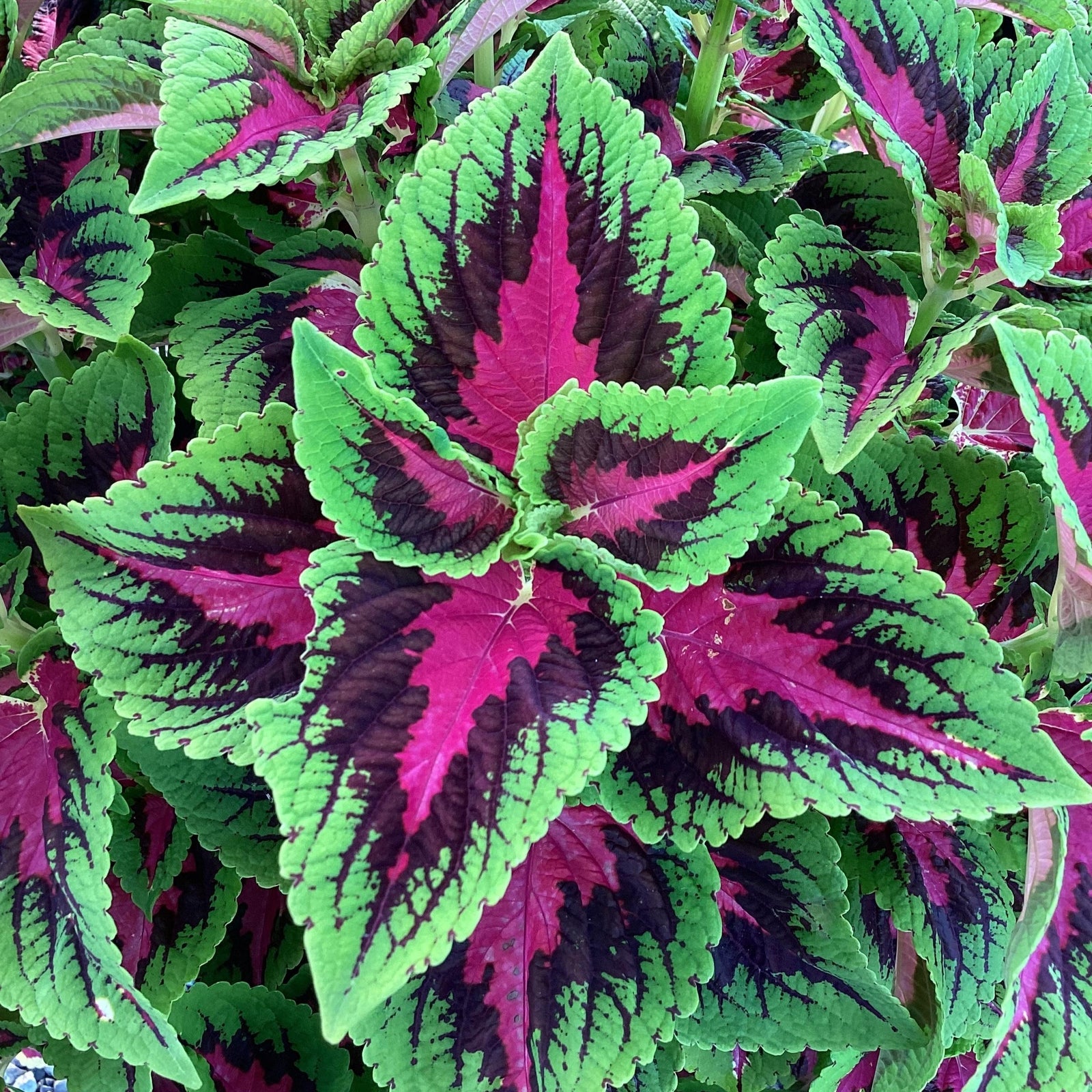 Solenostemon scutellarioides 'Balvolfrenq’ ~ French Quarter Improved Coleus-ServeScape