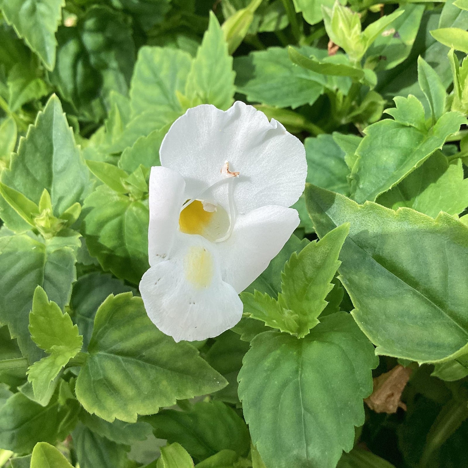 Torenia hybrid 'Summer Wave Bouquet White' ~ Summer Wave® Bouquet White Wishbone Flower-ServeScape