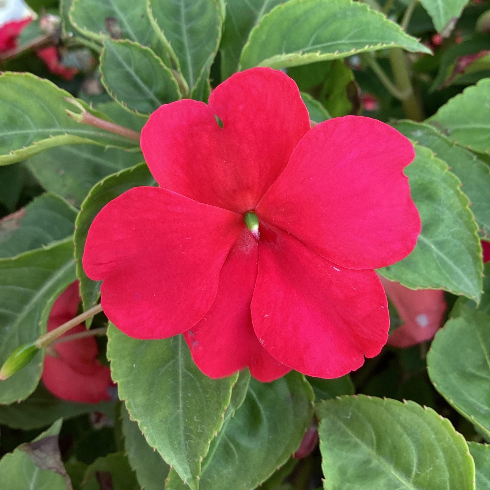 Impatiens walleriana 'PAS1587589' ~ Beacon® Lipstick Impatiens-ServeScape