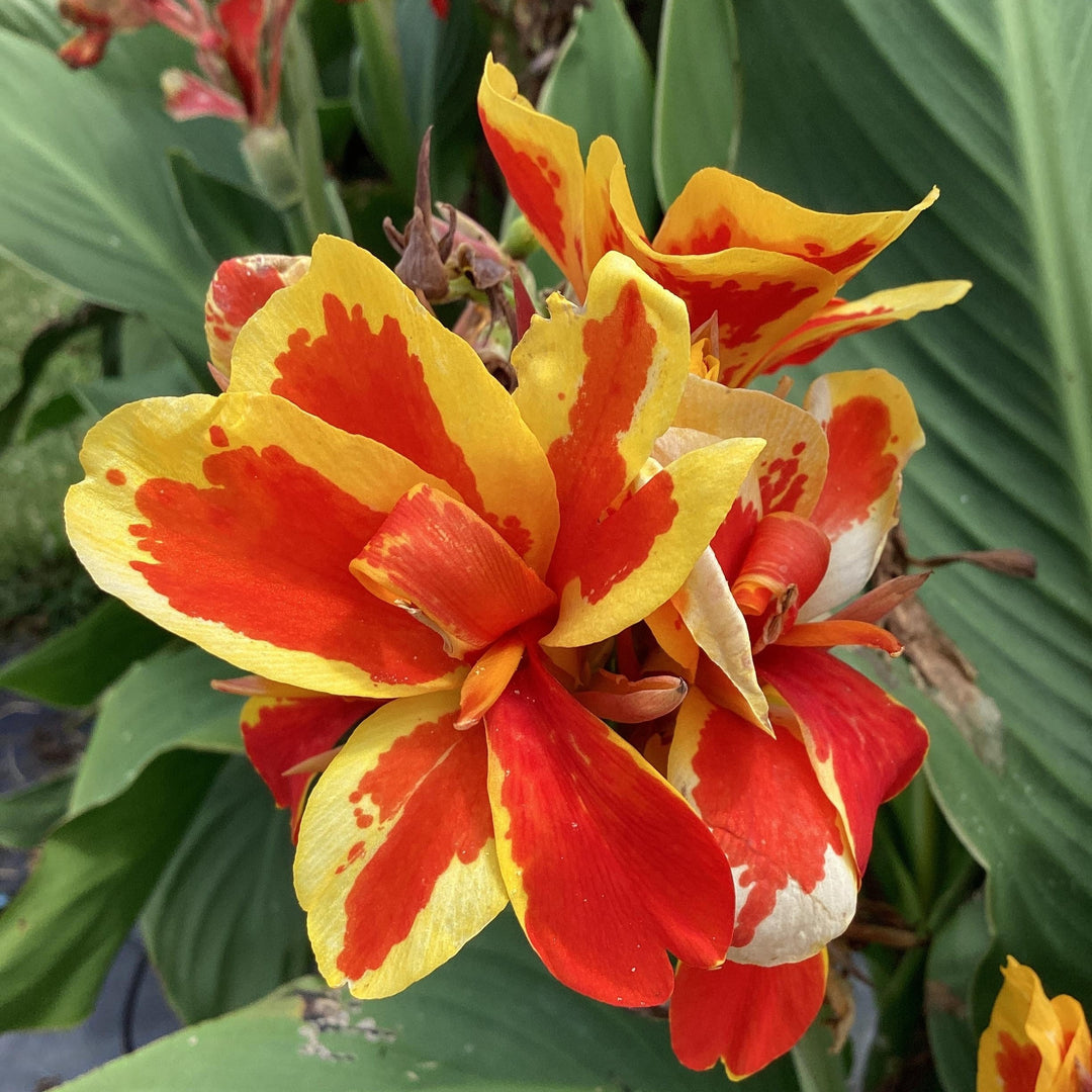 Canna x generalis 'Red Golden Flame' ~ Monrovia® CANNOVA® Red Golden Flame Canna Lily-ServeScape