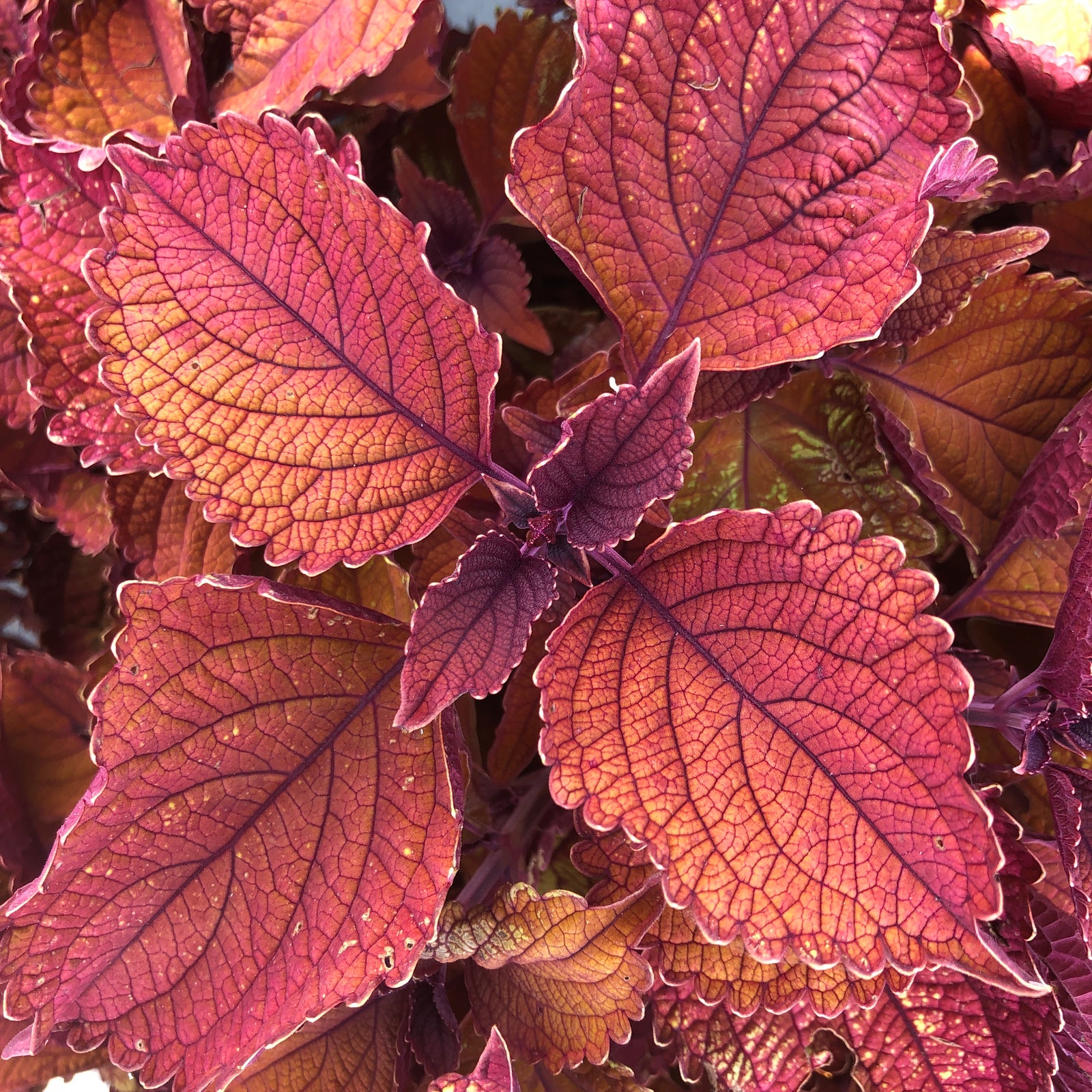 Solenostemon scutellarioides 'Main Street Wall Street' ~ Main Street Wall Street™ Coleus-ServeScape
