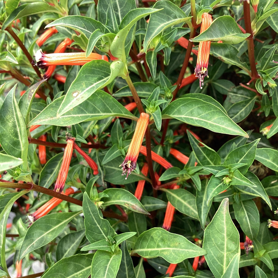 Cuphea ignea 'Cherrybells’ ~ Cherrybells Cuphea-ServeScape