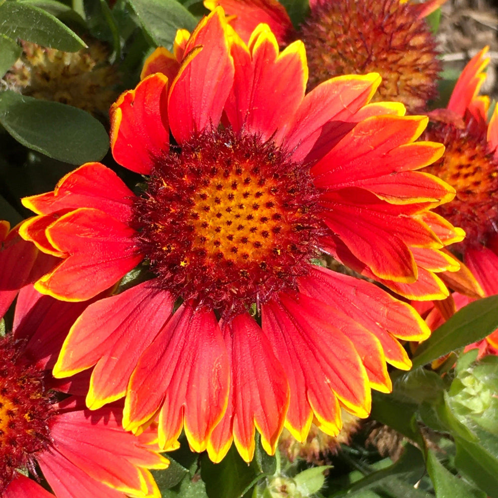 Gaillardia aristata 'Spintop Orange Halo' ~ Spintop™ Orange Halo Blanket Flower-ServeScape