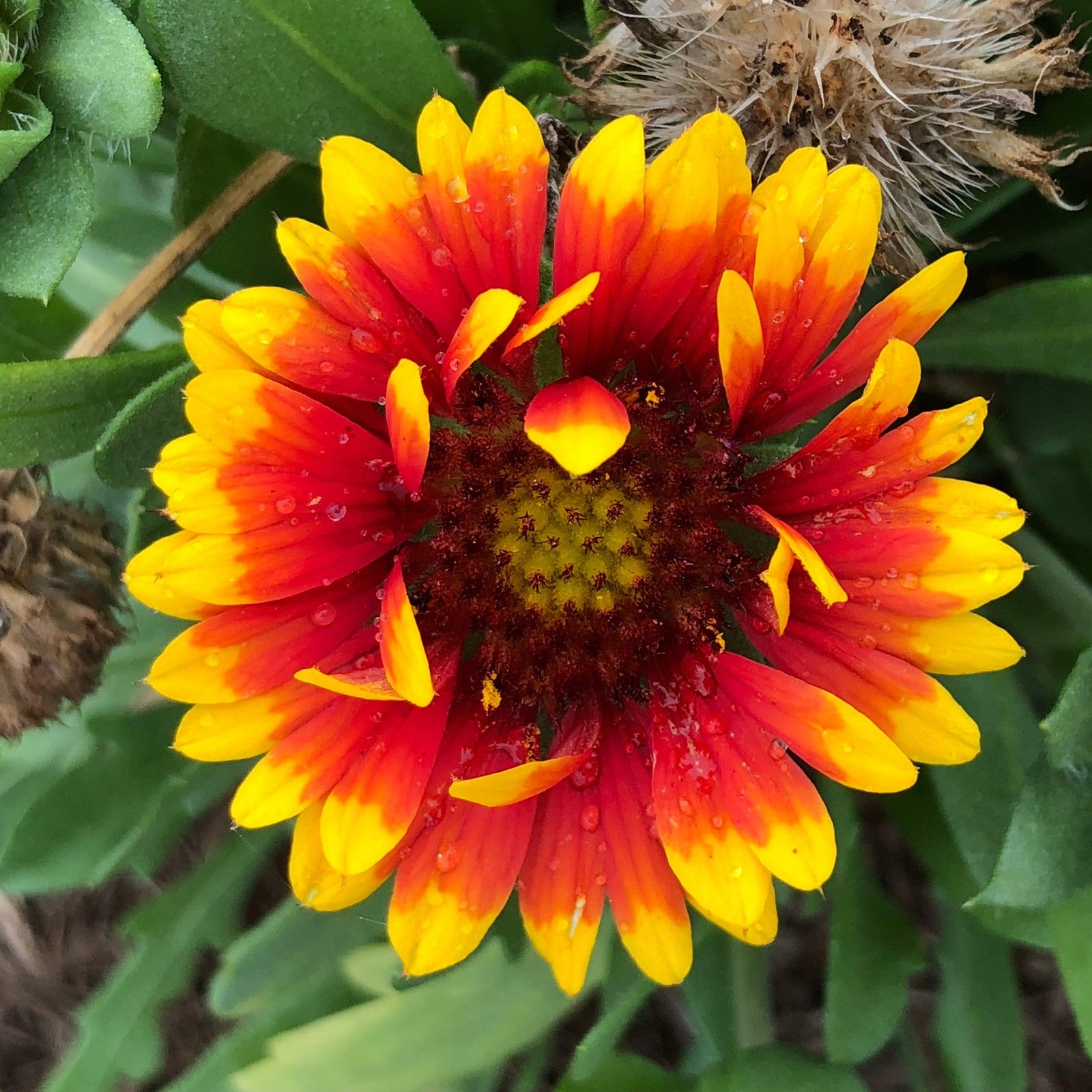 Gaillardia aristata 'Spintop Red Starburst' ~ Spintop™ Red Starburst Blanket Flower-ServeScape