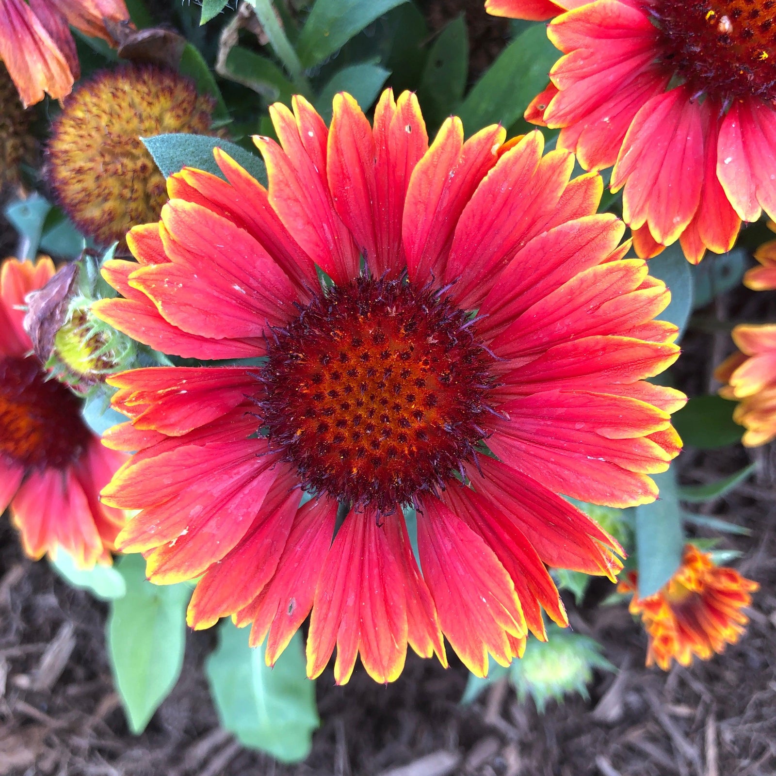 Gaillardia aristata 'Spintop Yellow Touch' ~ Spintop™ Yellow Touch Blanket Flower-ServeScape