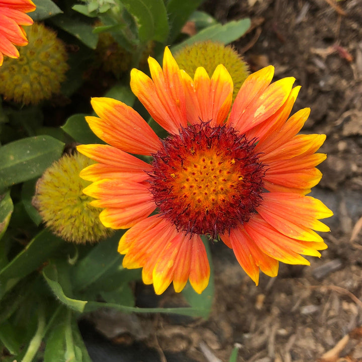 Gaillardia aristata 'Spintop Yellow Touch' ~ Spintop™ Yellow Touch Blanket Flower-ServeScape