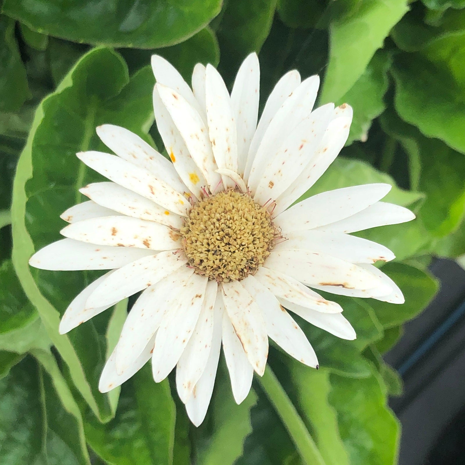 Gerbera 'Garvinea Sweet Frosting' ~ Garvinea® Sweet Frosting Gerbera-ServeScape