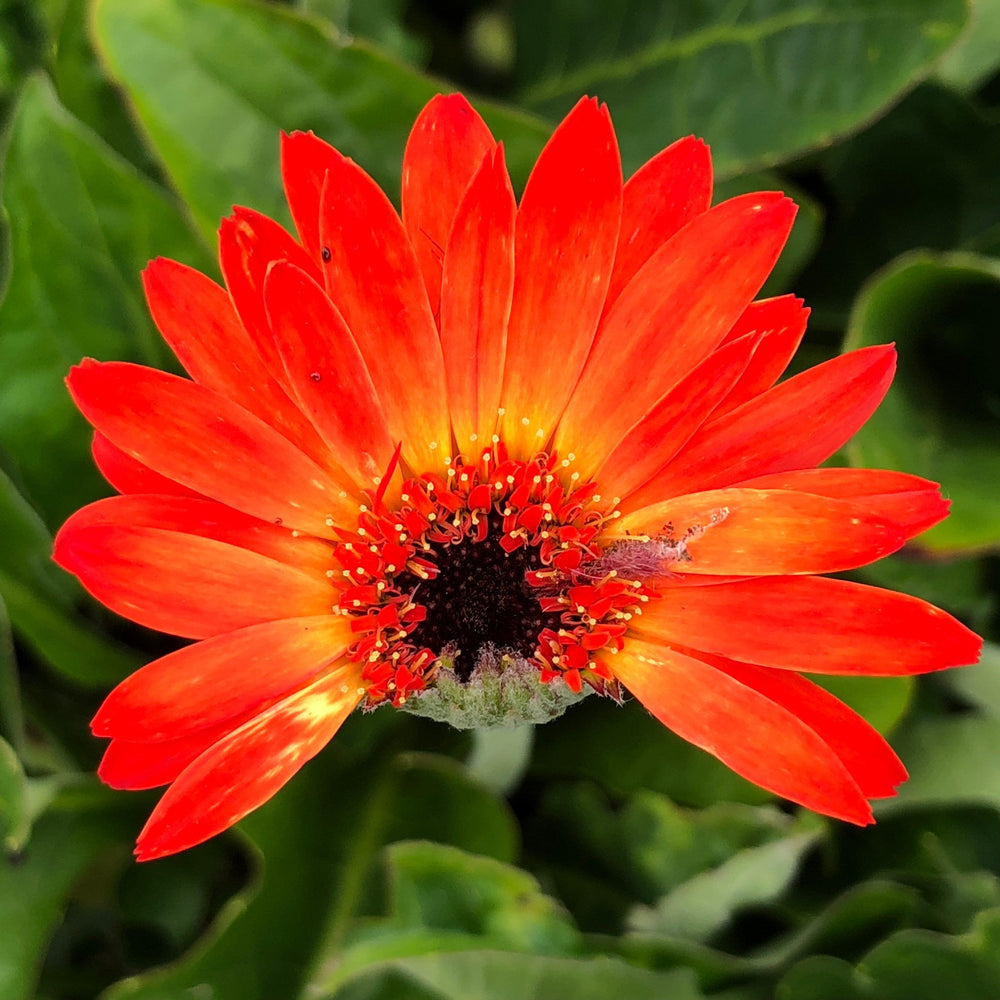 Gerbera 'Garsunset' ~ Garvinea® Sweet Sunset Gerbera-ServeScape